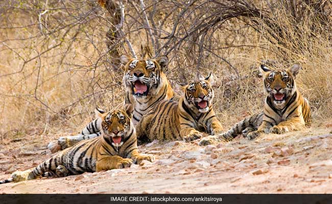 3 Orphaned Tiger Cubs Snuggle Up To Cuddly Toy Mum