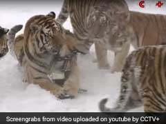 A Disturbing Reality Behind A Chinese Tiger Drone Video