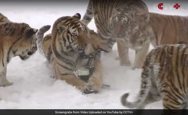 A Disturbing Reality Behind A Chinese Tiger Drone Video