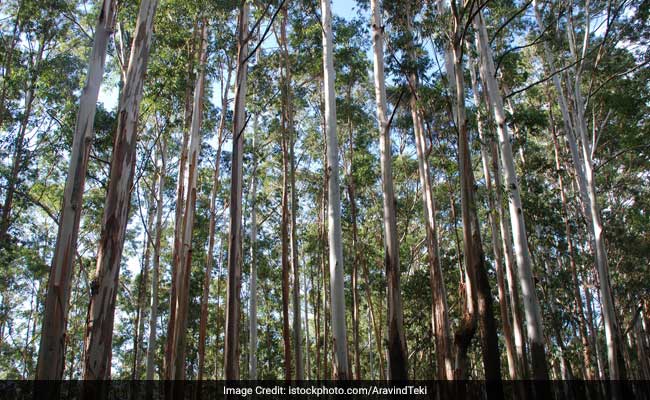 Forest Research Institutes In India Develop New High Yielding Varieties Of Different Plant Species