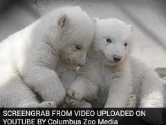 Watch: Unbearably Adorable Twin Polar Bear Cubs Are Winning The Internet