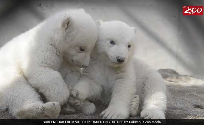 Watch: Unbearably Adorable Twin Polar Bear Cubs Are Winning The Internet