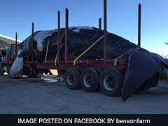 The Time A 50-Ton Whale Drove Along The Streets Of Portland, Maine