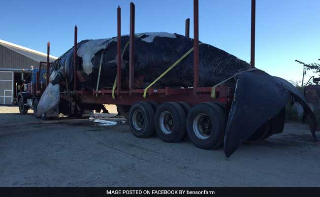 The Time A 50-Ton Whale Drove Along The Streets Of Portland, Maine