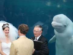 Beluga Whale Photobombs Wedding And Inspires Hilarious Photoshop Battle
