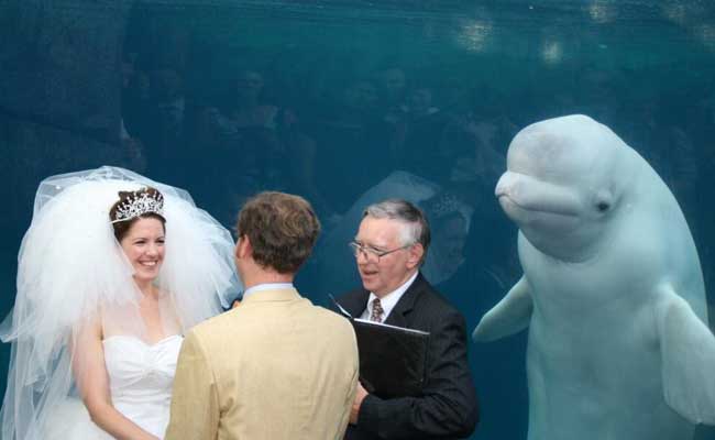 Beluga Whale Photobombs Wedding And Inspires Hilarious Photoshop Battle