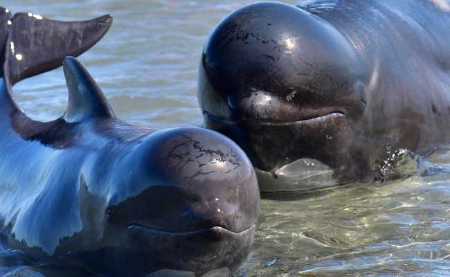 About 200 Beached Whales Refloat Themselves In New Zealand