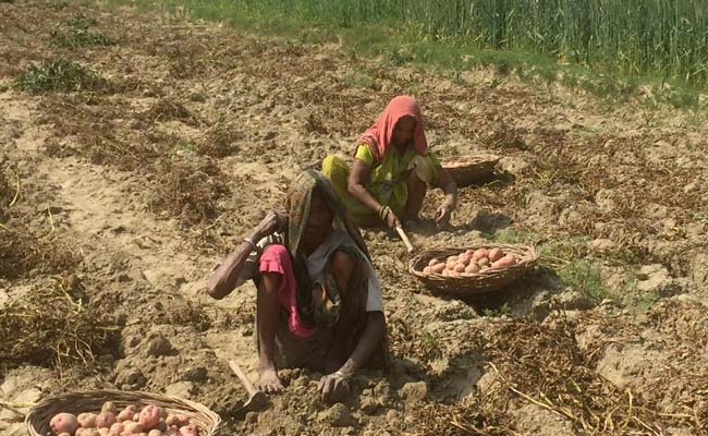 लोकसभा में गूंजा आलू उगाने वाले किसानों का मुद्दा, सरकार ने कहा- उठाए गए हैं उचित कदम