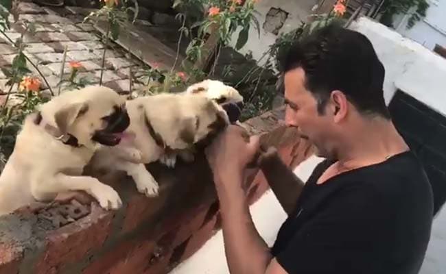 Akshay Kumar's 'Workout' With Four Adorable Pugs Will Bring You Instant Joy