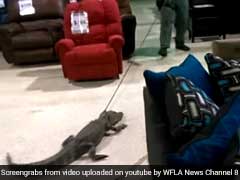 Watch: Alligator Dragged Out Of A Store In Florida Like It's No Big Deal