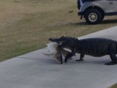 Alligator Strolls Across Florida Golf Course With Giant Fish In Its Mouth