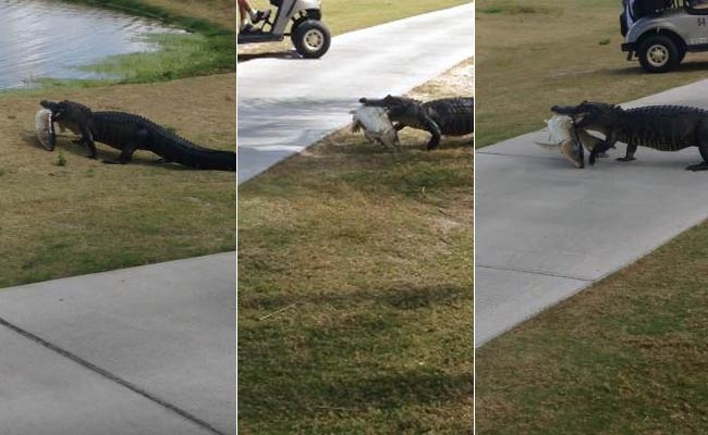 Alligator Strolls Across Florida Golf Course With Giant Fish In Its Mouth