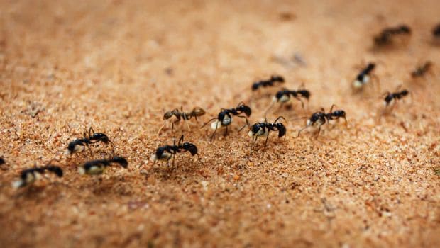 How To Get Rid Of Ants 8 Home Remedies That Do The Trick