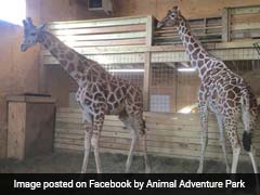'The World Waits On Edge' As April, The Pregnant Giraffe Becomes Live-Stream Sensation