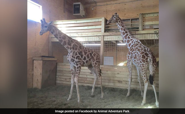 April The Giraffe Might Be Pregnant Again, And It's Somehow News