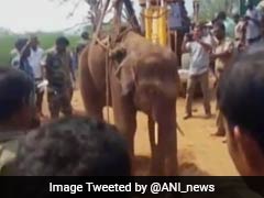 How Tamil Nadu Baby Elephant Was Rescued From 70-Foot Well