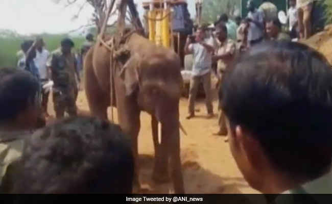 How Tamil Nadu Baby Elephant Was Rescued From 70-Foot Well