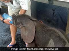 Truckers In Botswana Save Thirsty Baby Elephant, Earn Internet's Love