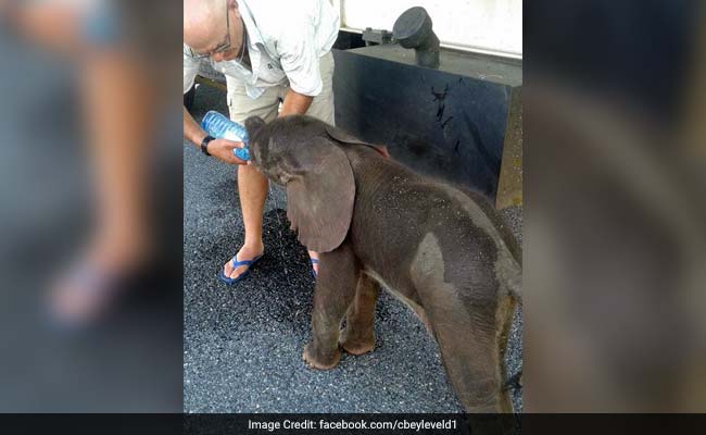 Truckers In Botswana Save Thirsty Baby Elephant, Earn Internet's Love
