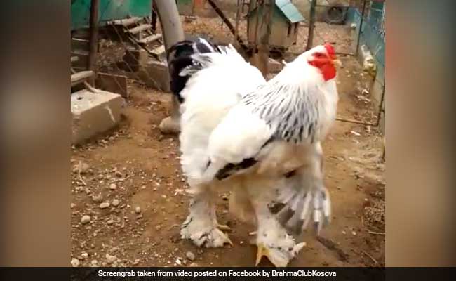 A Video Of A Really Big Chicken Is Going Viral And It's Terrifying