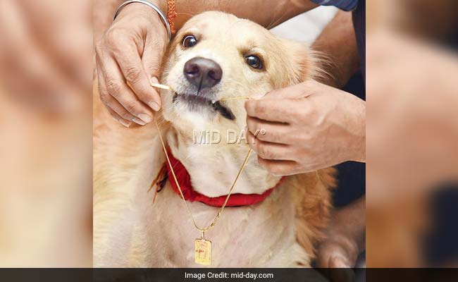 buddy sobo rich dog mid day