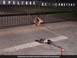 Watch: The 'Oh Deer' Moment That People Are Totally Relating To Watch: The 'Oh Deer' Moment That People Are Totally Relating To