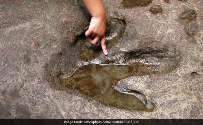 Dinosaur Tracks Found In China, Say Scientists