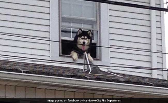 Dog Crawls Out Of Window, Had To Be Rescued Twice In One Hour