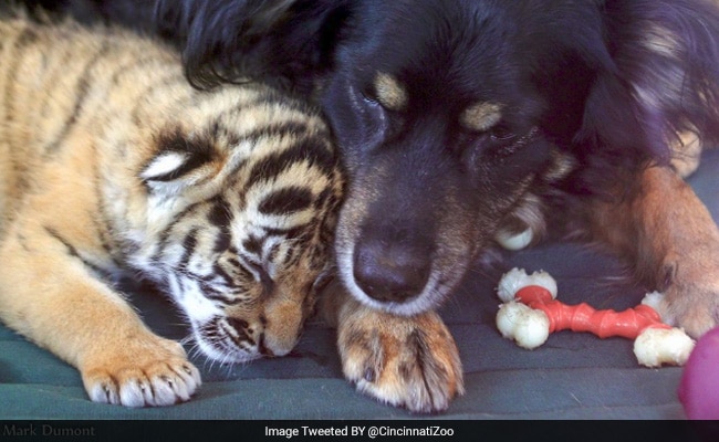 3 Abandoned Tiger Cubs Have Finally Been Adopted - By A Dog. Watch The Video