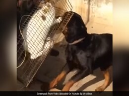 Men Who Fed Cat To Dogs Ordered To Clean Dubai Zoo For 90 Days Men Who Fed Cat To Dogs Ordered To Clean Dubai Zoo For 90 Days