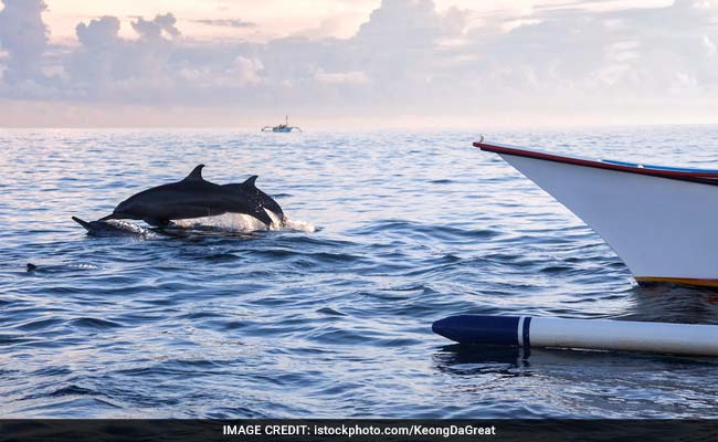 Gangetic Dolphins Sighted In Highly Polluted Pockets Of Hooghly River