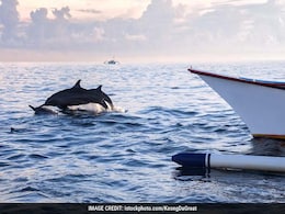 Gangetic Dolphins Sighted In Highly Polluted Pockets Of Hooghly River Gangetic Dolphins Sighted In Highly Polluted Pockets Of Hooghly River