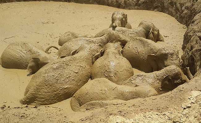 How 11 Elephants Were Rescued From A Giant Flooded Crater In Cambodia