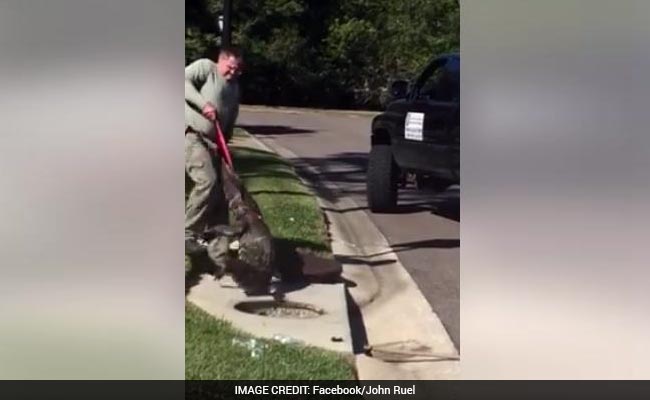 Watch: 9-Foot Alligator Pulled Out From A Drain In Florida