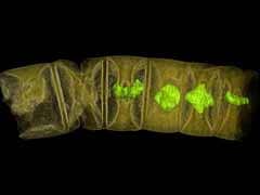 Algae Fossil In India, 1.6 Billion Years Old, May Be World's Oldest Plant Life