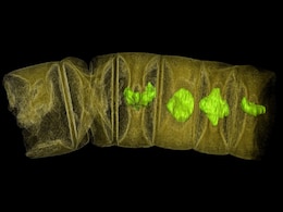 Algae Fossil In India, 1.6 Billion Years Old, May Be World's Oldest Plant Life Algae Fossil In India, 1.6 Billion Years Old, May Be World's Oldest Plant Life