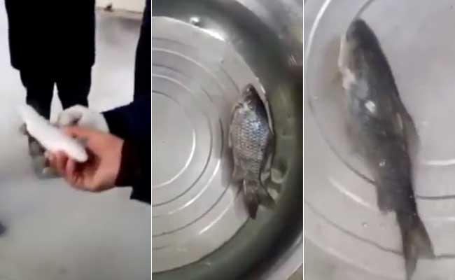 Frozen Fish Comes Back To Life In Video Gone Viral