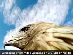 Watch: Eagle Strapped With Camera Hunts Fox In This Intense Video