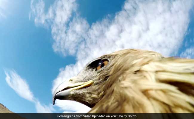 Watch: Eagle Strapped With Camera Hunts Fox In This Intense Video