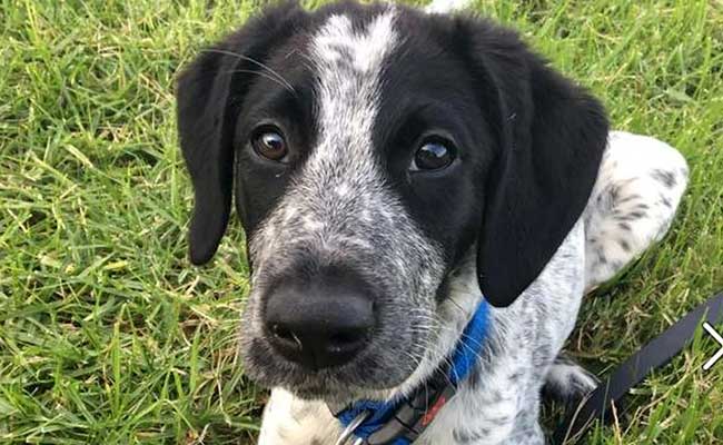 New Zealand Police Shoot Dog Delaying Flights At Auckland