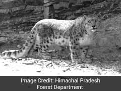 अरुणाचल प्रदेश में दिखा दुर्लभ हिम तेंदुआ- WWF