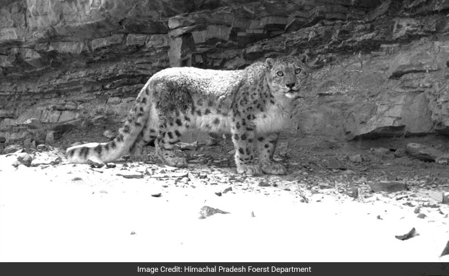 Before Departing, This Wildcat Fed On Vegetarian Food And Good Wishes Of Locals