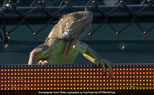 Giant Iguana Interrupts Miami Open Tennis Match, The Internet Goes Wild