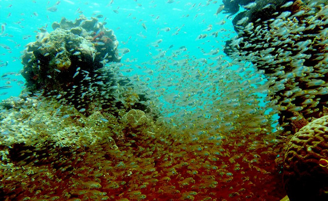 Indonesia Vows Action After United Kingdom Cruise Ship Ruins Coral Reef