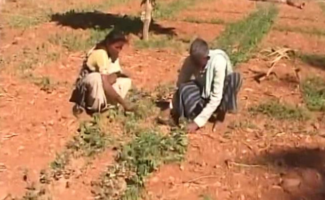 Karnataka Drought: 7 Borewells, But This Family Struggles To Grow Vegetables