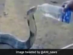 Watch: Cobra Peacefully Sips Water From A Bottle In Karnataka Village