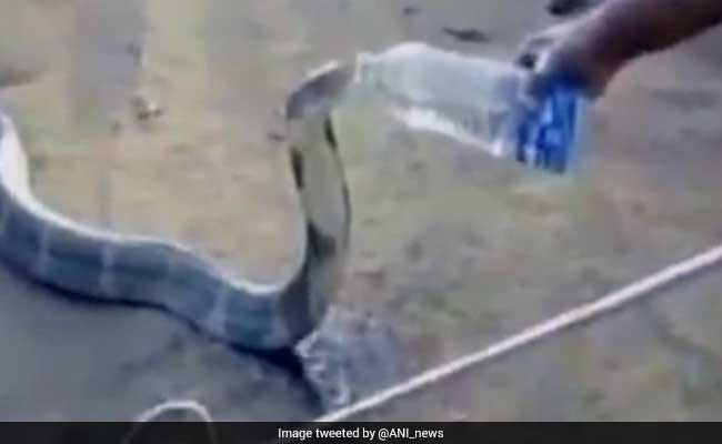 Watch: Cobra Peacefully Sips Water From A Bottle In Karnataka Village