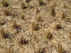In Drought-Hit Tamil Nadu, Farmer Distress On A High