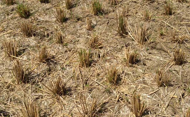 In Drought-Hit Tamil Nadu, Farmer Distress On A High