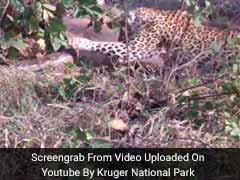 Caught On Camera: Giant Python Fights It Out With Leopard And Her Cub